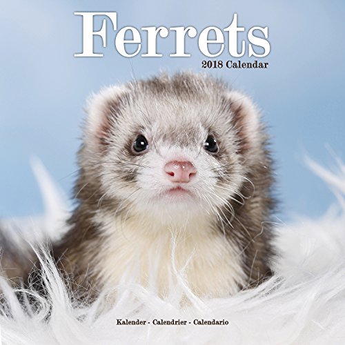 Ferret Calendar - Cute Animals Wall Calendar - Calendars 2017 - 2018 Wall Calendars - Ferrets 16 Month Wall Calendar by Avonside