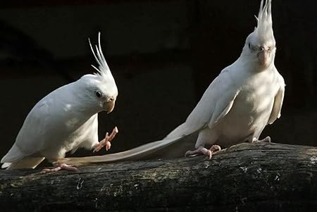 Amazon Co Jp A2 特大 ポスター オウムホワイトブラックカップル 壁紙ウォールステッカーポスター A2 594x420mm Generic