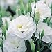 (PLIS)~"SAPPHIRE WHITE" LISIANTHUS~Seeds!!!~~~~~So Pretty!!