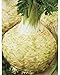 Seeds Root Celery Tsilytel-Physican Organic Russian Heirloom Vegetable Seed
