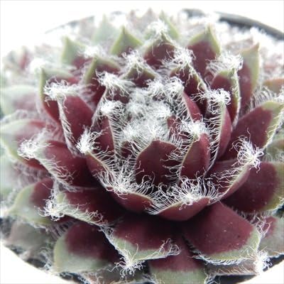 Amazon Onセンペルビウム 赤巻絹 多肉植物 センペルビウム 9cmポット 観葉植物 オンライン通販