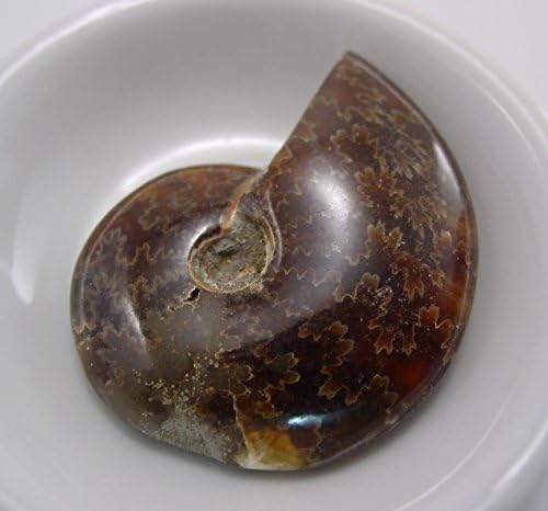 Ammonite Fossil Madagascar Polished - Genuine SilverGeo Certified ✔️