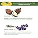 (8 oz) Lavender Whipped African Shea Butter Cream - Pure 100% Raw All Natural Organic Moisture for Soft Skin and Natural Hair - Body Butter Improves Blemishes Stretch Marks Scars Wrinkles & Eczema