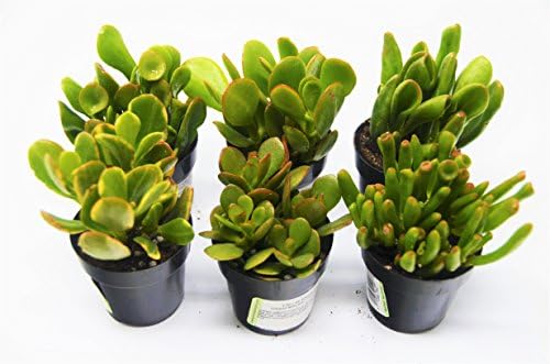 Jade Succulent Variety Pack/All Different Species / 2" Pots/Live Home and Garden Plants (6)