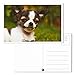BEST PAPER GREETINGS 40 Pack Puppy Dog Postcards Bulk Set - All Occasion Assorted Blank Post Cards Greeting Bulk Box Set - 4 x 6 Inches Pet Postcards