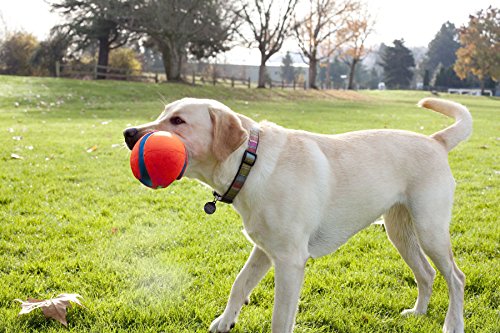 Chuckit Fumble Fetch Toy for Dogs, Small
