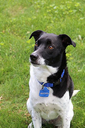 Peace Tag Pictures and Phrases (Squirrel Patrol - Black)