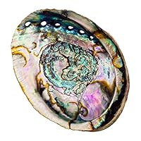 Alternative Imagination Hand Selected Abalone Shell, 5.5 Inches or Larger. Perfect for Holding Incense, Trinkets, and More