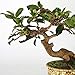 Quality Bronze Long Lasting Bonsai Training Wire Set of 3 Sizes - 1.0mm, 1.5mm, 2.0mm, Corrosion and Rust Resistant (32 Feet Each Size)