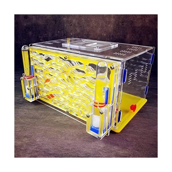 8bayfa Formicaio Ants DreamWorks Big Capacity Acrilico formiche Che Fattoria Castello Diretta Ant Visualizza Habitat…