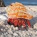 Large Hermit Crab Shells for Adult Crabs,6 Pack Different Types Natural Seashells No Painted Changing Shells Growth Shell,1 to 2 inch Opening Width
