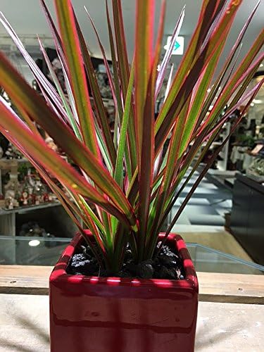 Amazon ドラセナ コンシンネ 観葉植物 鉢植え 陶器 マジナータ 風水 インテリア 北欧 おしゃれ ギフト お祝い ヴィヴィドレッドポット 観葉植物 オンライン通販