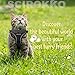 SCIROKKO Cat Harness and Leash Set - Escape Proof Adjustable Puppy Harness for Outdoor with Reflective Strap, Soft Mesh with Metal Clip Cat Walking Jacket for Kitten Rabbit
