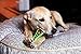 HARTZ Chew 'n Clean Dental Duo Bacon Flavored Dog Chew Toy - 1 Count(Pack of 1),Medium