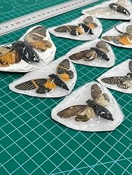 10 Real Assorted Cicadas Beetles Insect Taxidermy