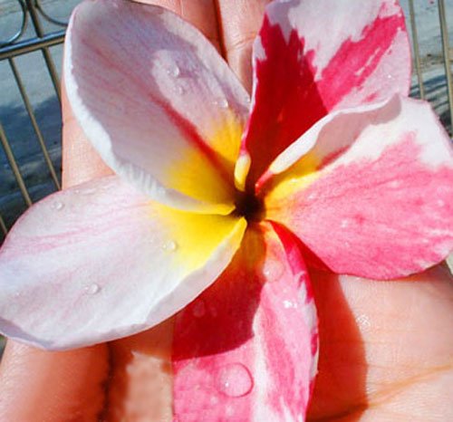 7 -15 inch rooted plumeria plants Rare Real plumeria flowers 