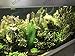 BEGONDIS Aquarium Decorations 5Pcs Fish Tank Artificial Green Water Plants Made of Silk Fabrics Plastic