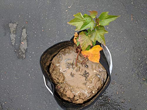 247Garden 5-Pack 15-Gallon Potato Grow Bags/Aeration Fabric Pots w/Handles & Flap Door for Easy Harvesting (Black)
