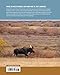 Wildlife Spectacles: Mass Migrations, Mating Rituals, and Other Fascinating Animal Behaviors