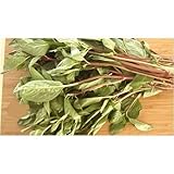 Fresh Thai basil - 16 oz (approx 30 stalks) by Importfood