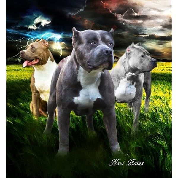 pitbull blanket amazon