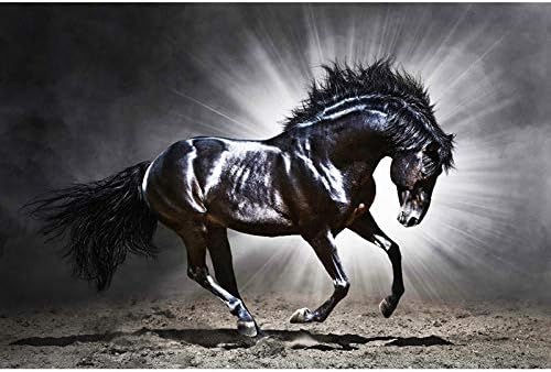 Diy Oil Painting Paint By Numbers Kit for Adults Kids Beginner,Black Horse,16X20 Inch