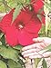 1283 GIANT " RED " Hibiscus7 seeds Dinner Plate