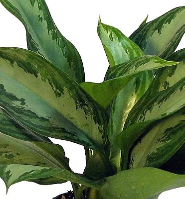 Bahía de plata chino Evergreen – planta Aglaonema – bajo luz – 6 ...