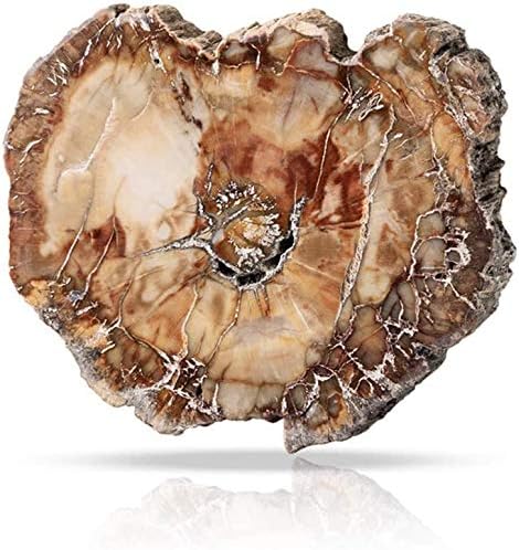 Namvo Natural Wood Fossil Piece Irregular Polished Petrified Wood Ornament Teaching Fossil Specimen Materials, 7cm-9cm