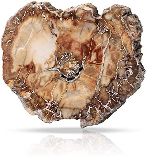 Namvo Natural Wood Fossil Piece Irregular Polished Petrified Wood Ornament Teaching Fossil Specimen Materials, 7cm-9cm