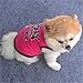 haoricu Puppy Clothes, Summer Cute Small Dog Cat Pet Clothing Dog Hoodie Vest (Hot Pink, Medium)
