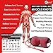 sFera Yoga Massage Balls, Trigger Point, Deep Tissue and Myofascial Therapy. 2 (2.5 inch) Firm Balls w/mesh Bag, (RLZ2 MED - Red)