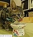 NECOICHI Raised Cat Food Bowl, Stress Free, Backflow Prevention, Dishwasher and Microwave Safe, Made to EC & ECC European Standard (Fuji Limited Edition)