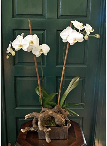 Double Orchid - White with Natural Driftwood by Trias Flowers - Fresh and Hand Delivered - Miami Area