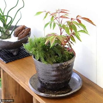 Amazon Co Jp 山野草 盆栽 苔2種とハゼノキ 益子焼鉢植え 穴有益子焼植木鉢 炭化 1鉢 ペット用品 Amazon Co Jp 山野草 盆栽 苔2種とハゼノキ 益子焼鉢植え 穴有益子焼植木鉢 炭化 1鉢 ペット用品