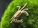 Aquatic Arts 2 Live Freshwater Pom Pom Crabs | Real Living Nano Aquarium Fish Tank Pet | Betta/Danio / Rasbora / Guppy Compatiblethumb 2
