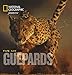 les guépards by 
