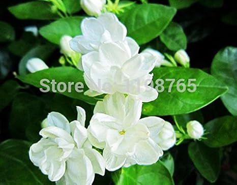 Amazon Co Jp 送料無料50枚ホワイトジャスミンの種 香り高い植物アラビアジャスミンの花の種49 ホーム キッチン Amazon Co Jp 送料無料50枚ホワイトジャスミンの種 香り高い植物アラビアジャスミンの花の種49 ホーム キッチン