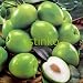 Hot Selling 50pcs/lot Taiwan Big Jujube Seeds Honey Sweet Dates Seeds Fruit Tree Bonsai Plant DIY Home Garden