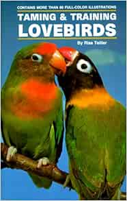 training lovebirds