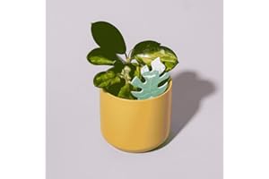 PlantDoc Biodegradable Soil Moisture Meter, Visual Reminder to Water Your Indoor Plants - Tool to fIx overwatering and Under-Watering houseplants (Monstera PlantDoc - 5 Pack)