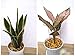 rescozy (Pack of 3) Large Garden Plant Support Rings, 10