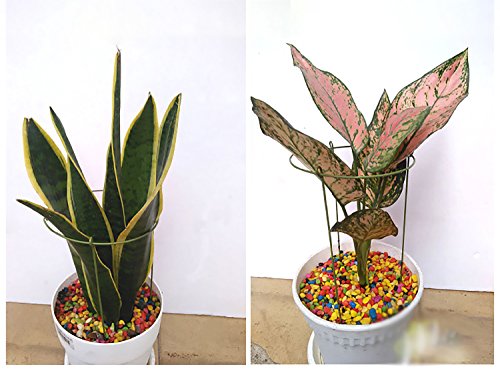 5 rescozy+Small+Garden+Plant+Support