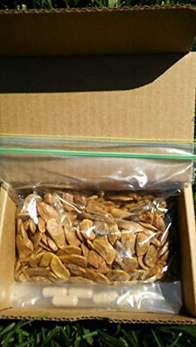 Picralima nitida (Akuamma) Seeds 150g Box Plus 5 caps Free!