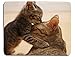 cat Kitten Muzzle Ears Cute Rectangle Mouse Pad