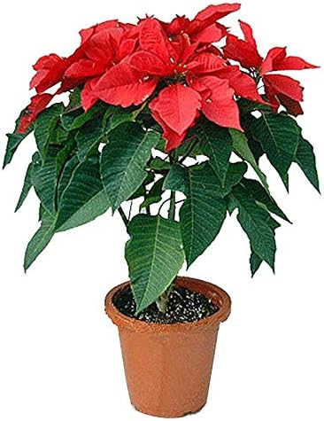 Puspita_Nursery Live Poinsettia Red Plant Comes with a Plastic Pot in Secured Pack