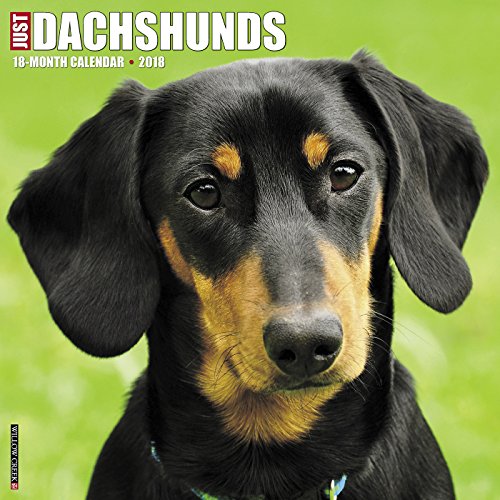 Just Dachshunds 2018 Calendar