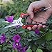 Pruning Shears, Garden Cutter Clippers, Stainless Steel Multi-Purpose Hand Pruner Scissors for Garden Harvesting Fruits Vegetables, Trimming Flowersthumb 2