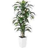 VeriNatural 6FT Artificial Dracaena Tree - UV Resistant Faux Tropical Plant, Potted Fake Tree with Taper Planter & Pebbles - Indoor Outdoor Greenery for Home, Porch, Living Room, Bedroom Decor, VN127