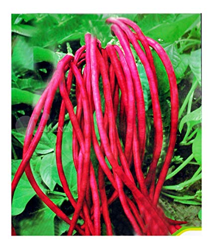 Red Yardlong Bean Asparagus Bean 10g Seeds Pole Bean Snake Bean Chinese Long Bean Garter Bean Chinese Vegetable Organic Seeds for Planting åŽŸè£…å½©åŒ…è±‡è±†é•¿è±†è§’ç§å­